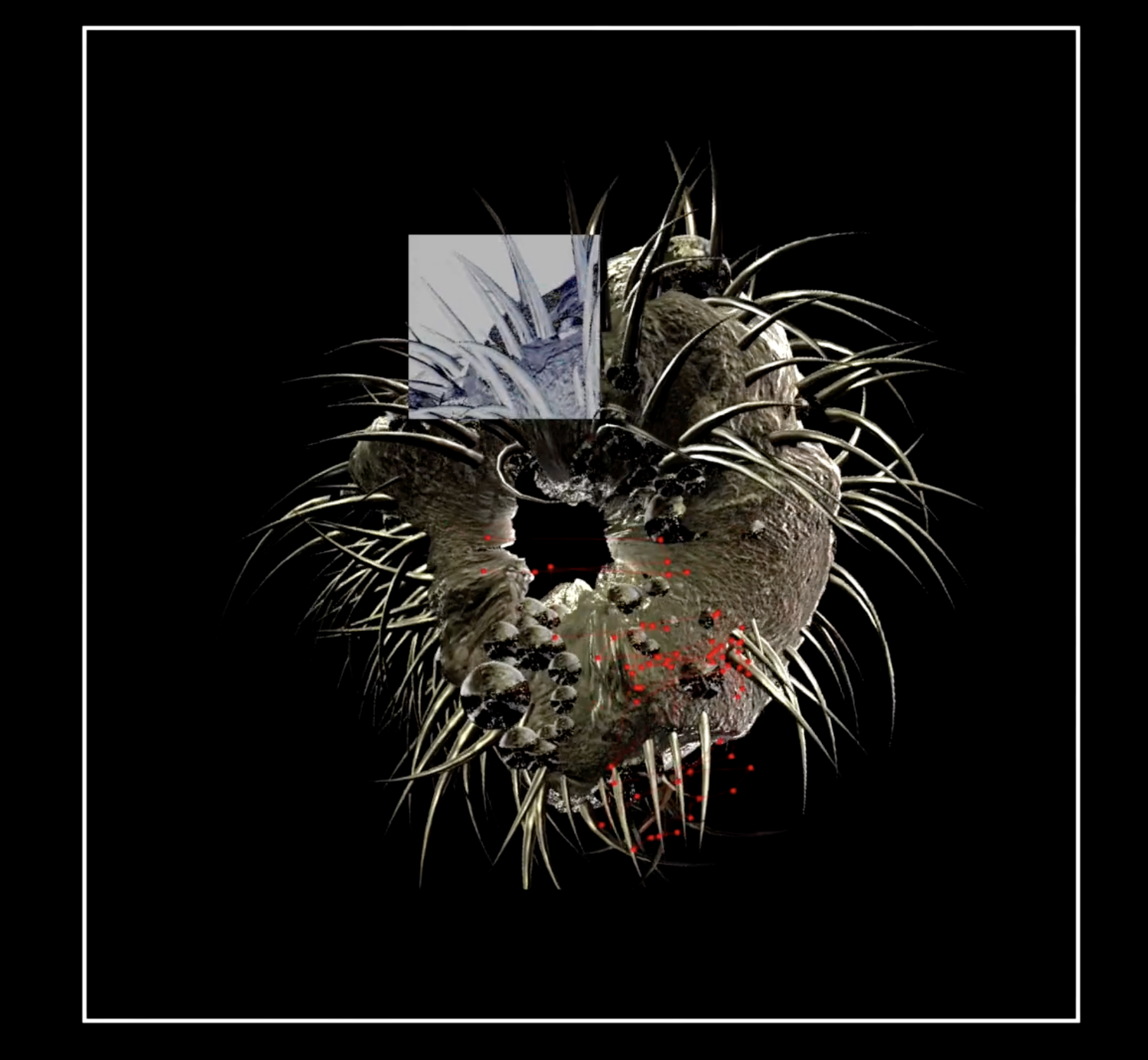 _NS Morphologies 2023 Series